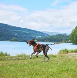 Non-stop Dogwear Freemotion Harness 5.0