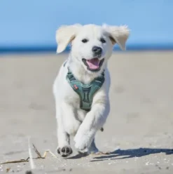 Non-stop Dogwear Ramble Harness, Green